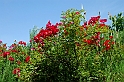 Fiori, Piante, natura_20